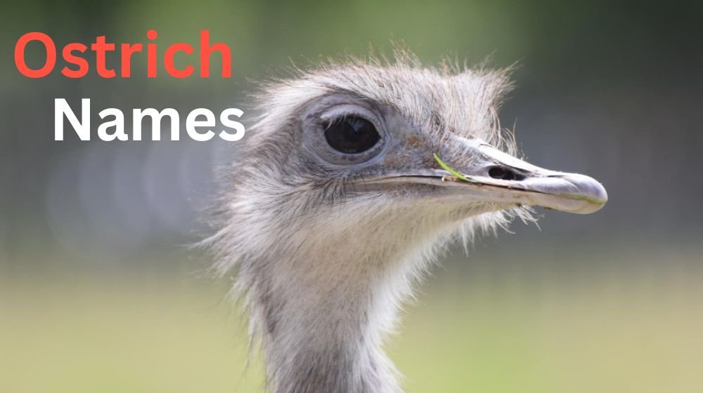 Ostrich Names